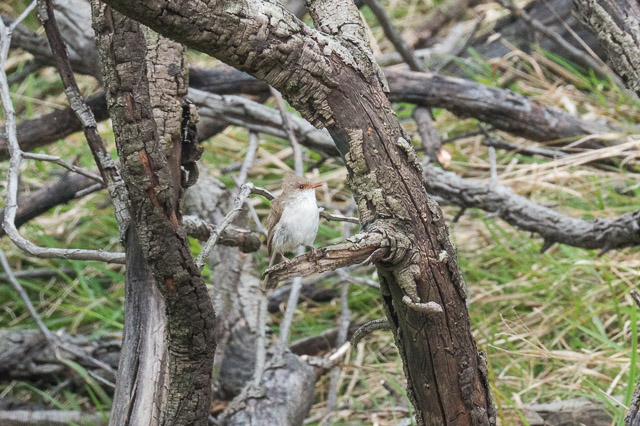 This resident has lost its home