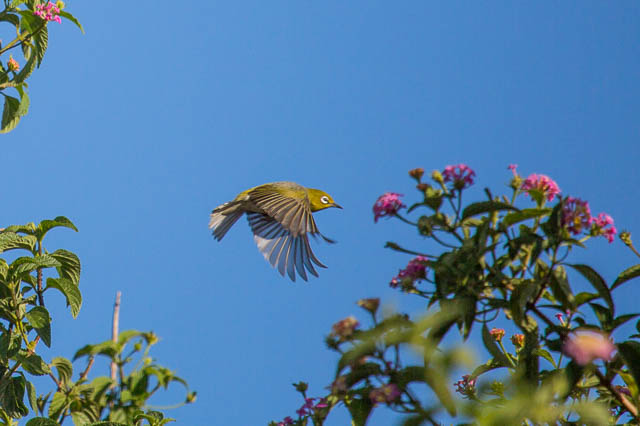 Silvereye