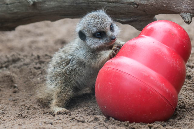 Baby Meerkat