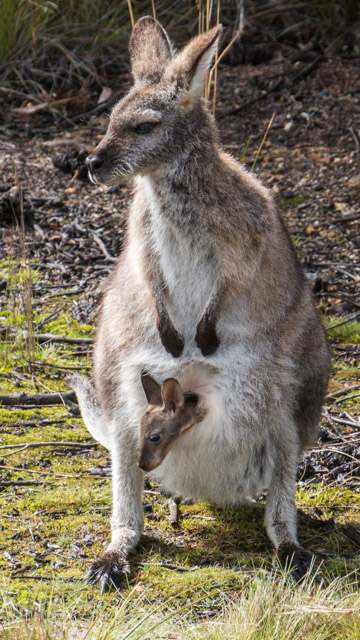 The joey has a nice warm place out of the wind