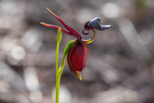 Flying Duck Orchid