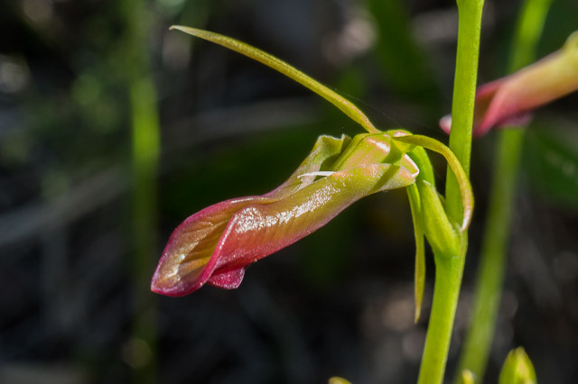 Large Tongue Orchid