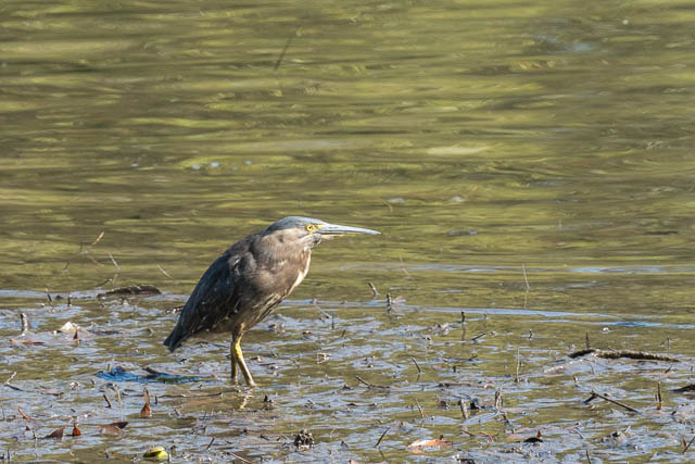 Striated Heron