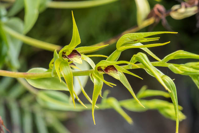 Rimacola elliptica