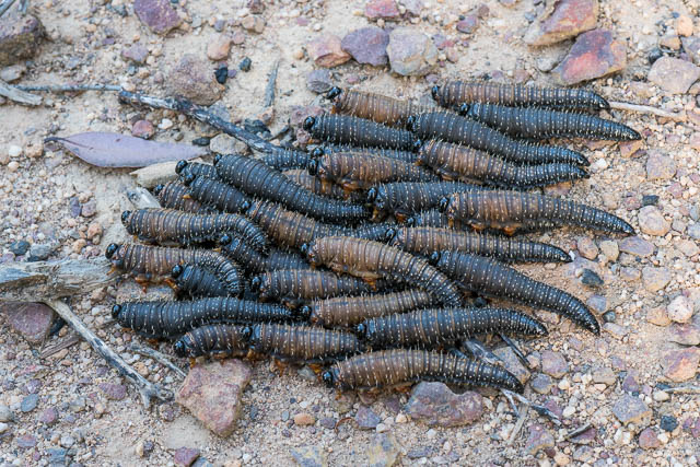 Sawfly Larvae