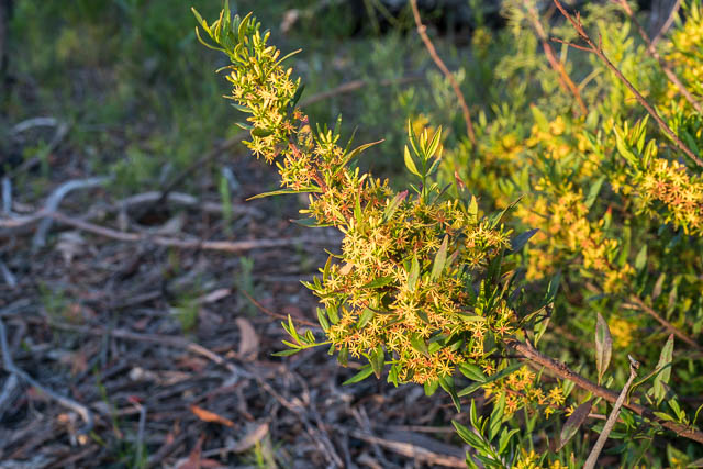 Atkinsonia ligustrina