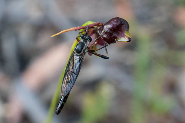 Flying Duck Orchid with Robber Fly