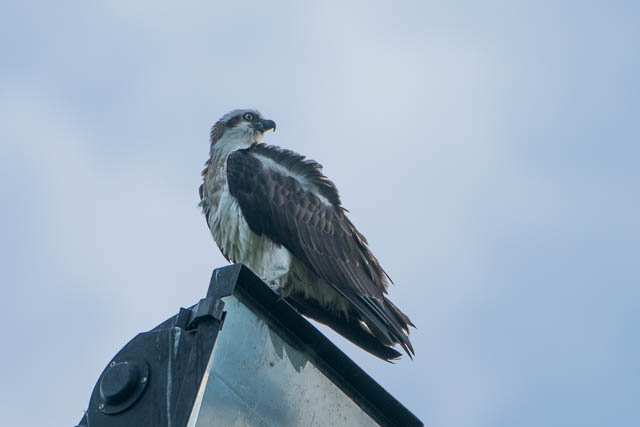 Osprey and Red-tailed Hawk