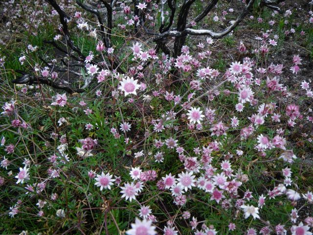 Actinotus forsythii Kanangra Oct 2011 FF4[1]
