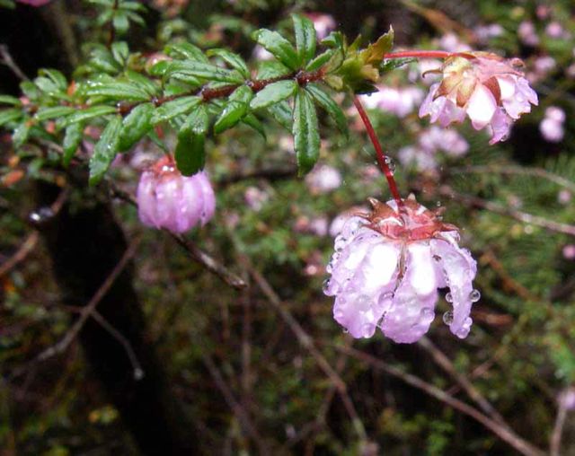 Bauera rubioides Dalpura '05 IMGP0055[1]