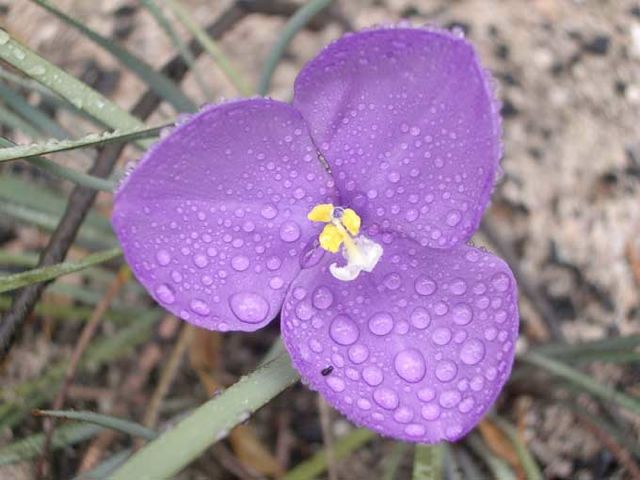 Patersonia longifolia Northern Blues '04 IMGP3457[1]