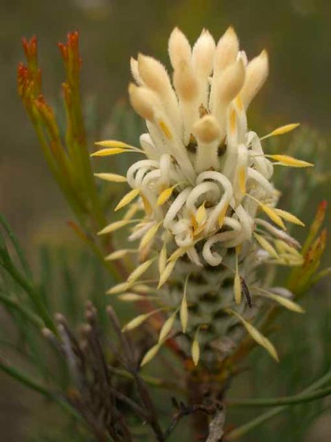 Petrophile pulchella H i t Wal Dec '04  IMGP4046[1]