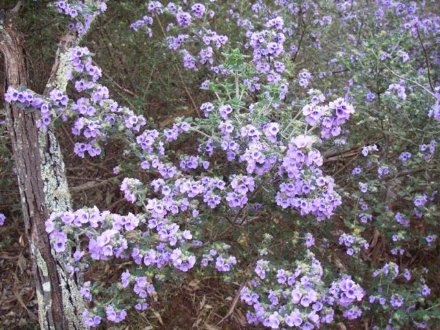 Prostanthera incana Kowmung '07  IMGP4522[1]
