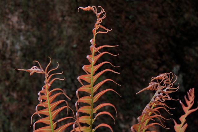 Blechnum nudum V o t Waters Oct '10 IMG_0613[1]