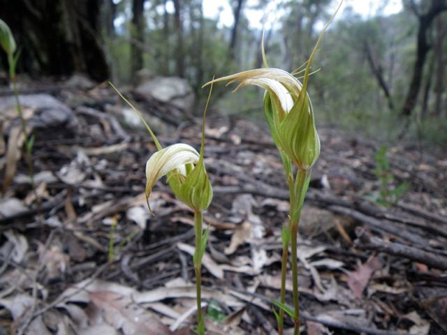 Pterostylis acuminata Coorongooba Eas '09   E55[1]