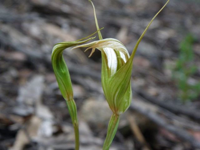 Pterostylis acuminata Coorongooba Eas '09  E56[1]