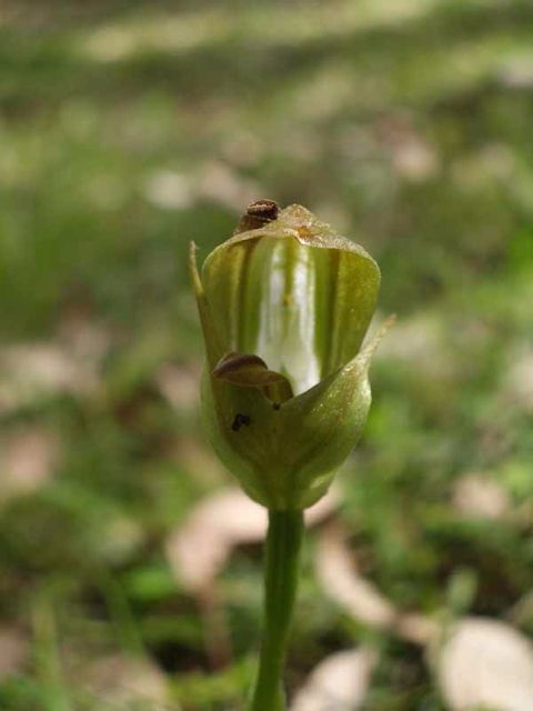 Pterostylis curta Yodellers '05  IMGP1934[1]