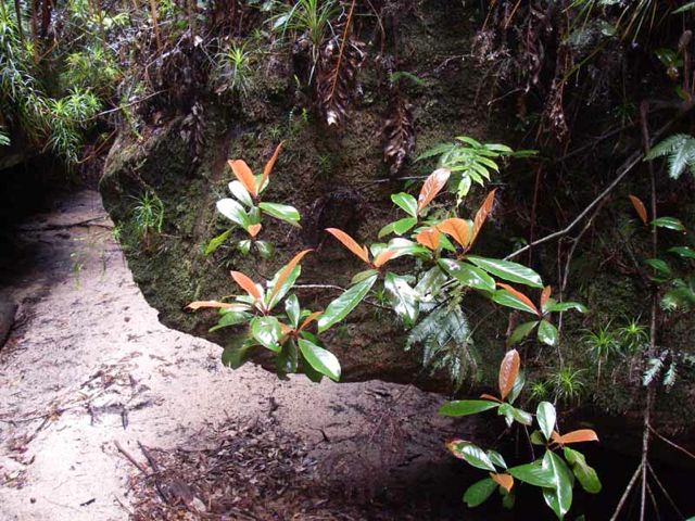 Quintinia sieberi Dalpura '05  IMGP0121[1]