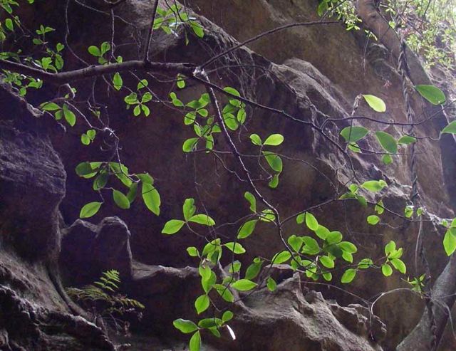 Quintinia sieberi Gardens o Stone '06 IMGP3708[1]