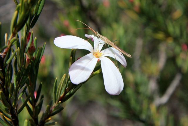 Ricinocarpos pinifolius Red Rocks Sept '10 IMG_3417[1]