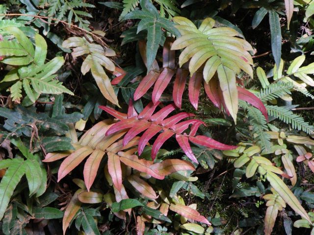 Blechnum wattsii Dalpura '09 DC05[1]