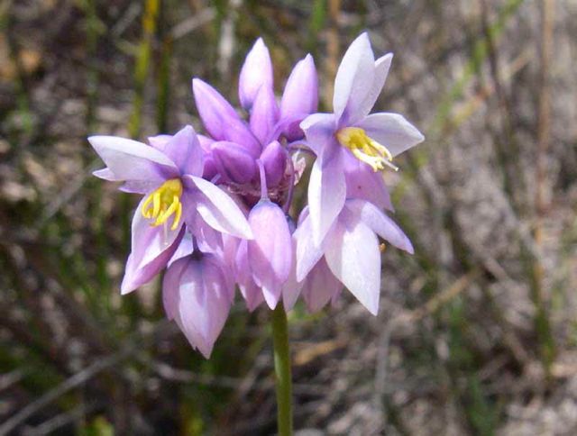 Sowerbaea juncea Chifley Nov '05  IMGP0358[1]