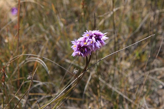 Sowerbaea juncea Dalpura '09  DC63[1]