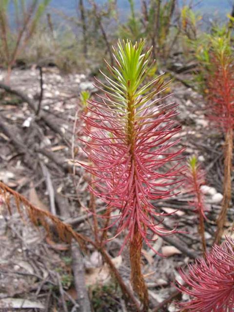 Stylidium laricifolium Blue Breaks '05 IMGP1551[1]