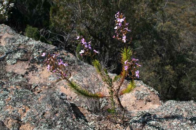 Stylidium laricifolium Yodellers '05 IMG_4150[1]