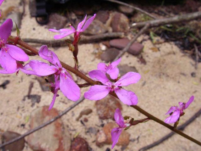 Stylidium productum Clatterteeth Dec '07  C20[1]