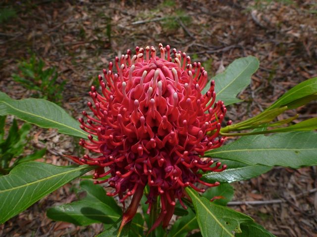 Telopea speciosissima Bowens Creek November 2011