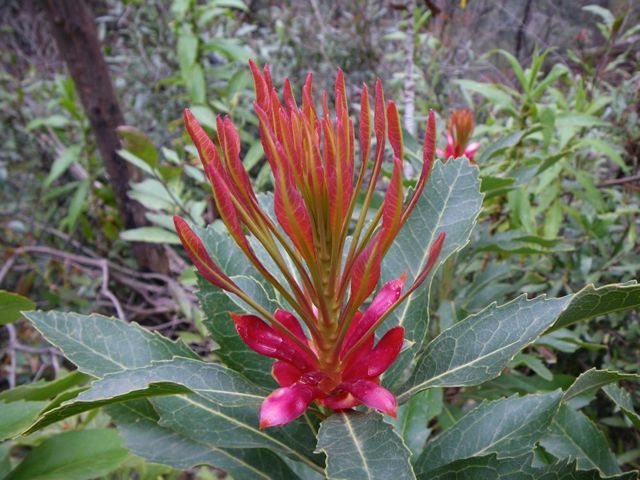 Telopea speciosissima Dalpura '09 DC35[1]