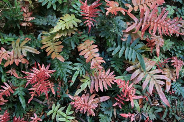 Blechnum wattsii Dalpura '09 DC08[1]