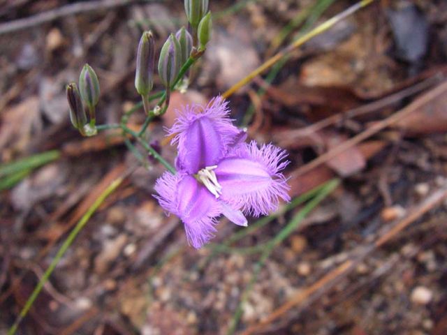 Thysanotus tuberosus Clatterteeth Dec '07 C01[1]