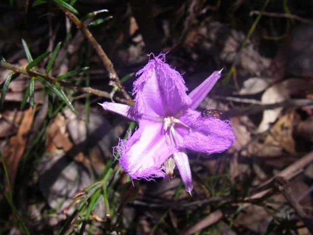 Thysanotus tuberosus Coorongooba Dec '07 IMGP6088[1]