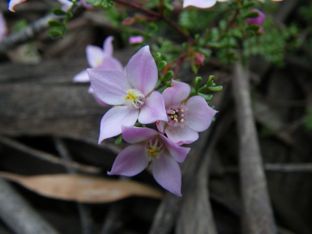 Boronia microphylla (AF) Gardens o Stone '09   AC07[1]