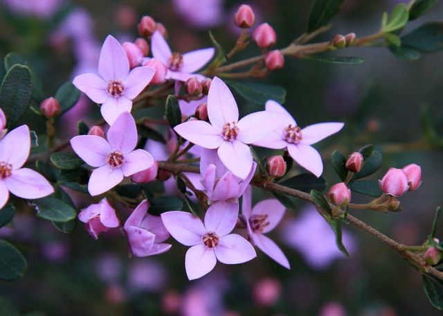 Boronia rubiginosa Red Rocks Sept '10 IMG_3961[1]
