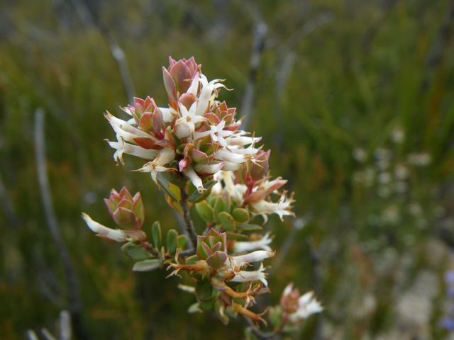 Brachyloma daphnoides Dalpura '09 DC50[1]