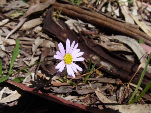 Brachyscome angustifolia (AF) Kowmung '07  IMGP4430[1]