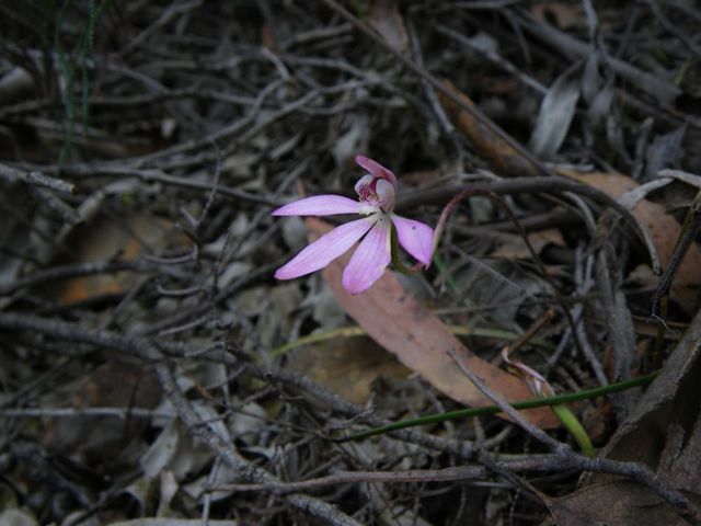 Caladenia fuscata Dalpura '09 DC01[1]