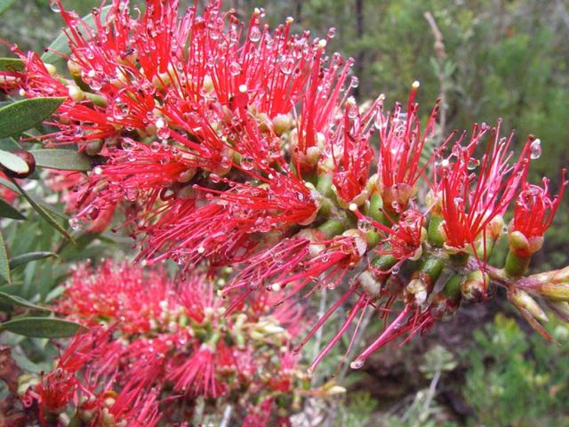 Callistemon citrinus Clatterteeth Dec '07 C02[1]