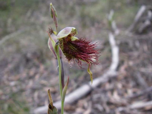 Calochilus paludosus Chifley Nov '05 IMGP0369[1]