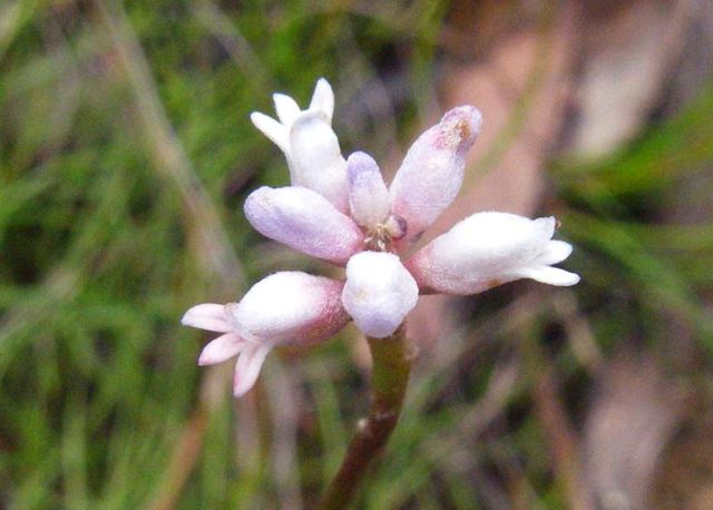 Conospermum tenuifolium Clatterteeth Dec '07 C03[1]