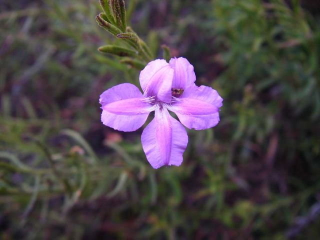 Coopernookia barbata Blue Rocks Jun '08 50[1]