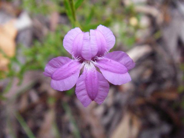 Coopernookia barbata Coorongooba 07 IMGP5671[1]