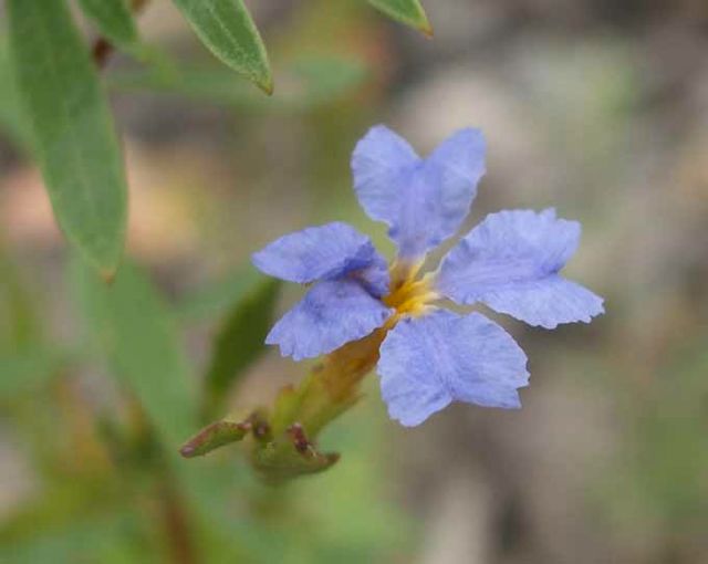Dampiera stricta Coorongooba Dec '04 IMGP4126[1]