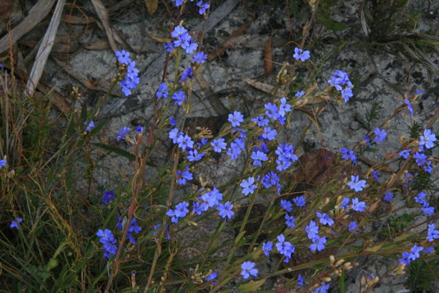 Dampiera stricta Dalpura '09  DC45[1]