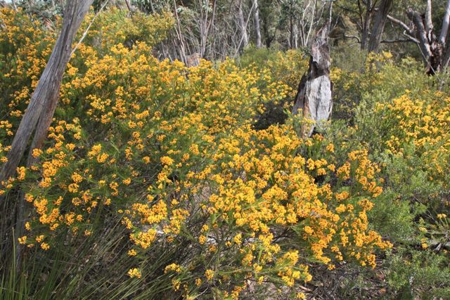 Dillwynia elegans Red Rocks Sept '10 ING_3426[1]