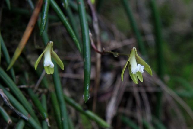 Dockrillia (Dendrobium) striolata V o t Waters Oct '10 IMG_0692[1]