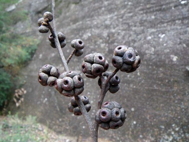 Eucalyptus sp. (stringybark) Coorongooba Eas '09  E38[1]
